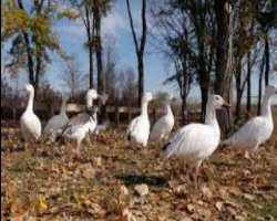 If you enjoy feeding birds then you are at the perfect place. The visitors are provided free grain to feed a resident swan named Stella as well as oth